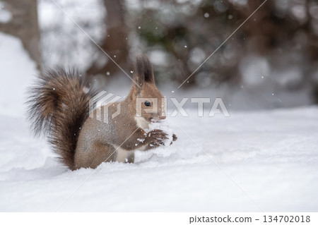 Hokkaido squirrel searching for walnuts in the snow 134702018