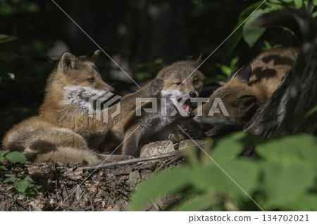 在森林裡玩耍的紅狐孩子 134702021