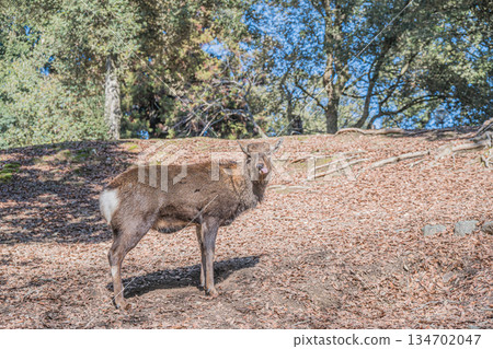 奈良公園的梅花鹿（雄性） 134702047