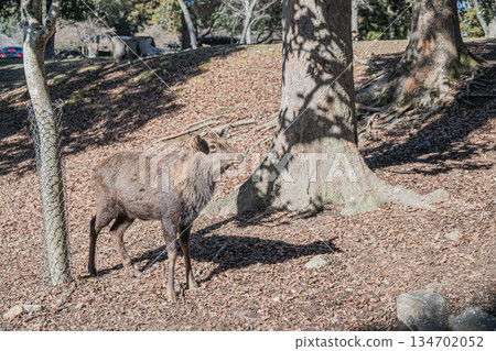 Sika deer (male) Nara Park Sika deer (male) Nara Park 134702052