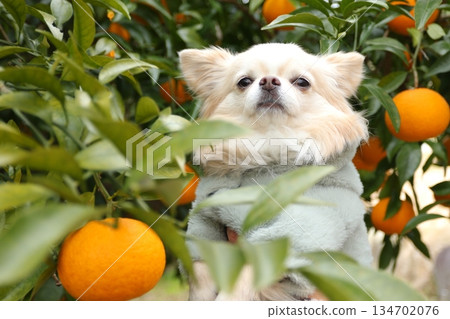 A Chihuahua being held in a sunny tangerine orchard 134702076