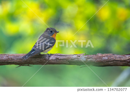 站在樹枝上的麥卷 134702077