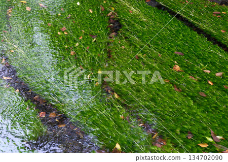 The murmuring of the Genbei River, with the beautiful greenery of Mishima Baikamo The murmuring of the Genbei River, with the beautiful greenery of Mishima Baikamo 134702090