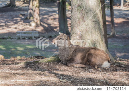 奈良公園裡，一隻雄鹿在樹下休息。 134702114
