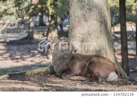 Male deer relaxing at the base of a tree in Nara Park Male deer relaxing at the base of a tree in Nara Park 134702116
