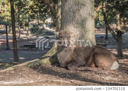 奈良公園裡,一隻雄鹿在樹下休息。 奈良公園裡,一隻雄鹿在樹下休息。 134702118