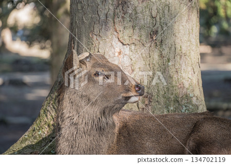 奈良公園裡，一隻雄鹿在樹下休息。 134702119