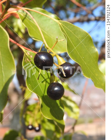 Camphor tree fruit Camphor tree fruit 134702124