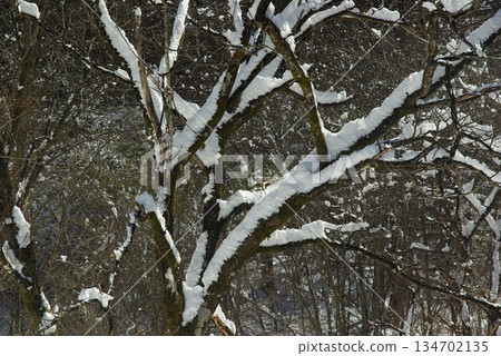 In winter, Kaida Plateau in Kiso Town, Nagano Prefecture, is home to snow-covered pastures, and beyond that you can see the snow-capped Mount Mitake. 134702135