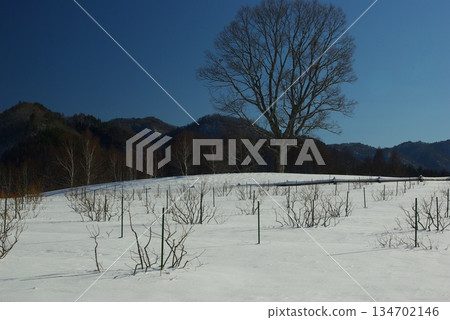 In winter, Kaida Plateau in Kiso Town, Nagano Prefecture, is home to snow-covered pastures, and beyond that you can see the snow-capped Mount Mitake. 134702146