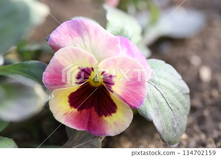 Yellow, pink and red bicolor pansy flowers blooming in a winter garden in December 134702159