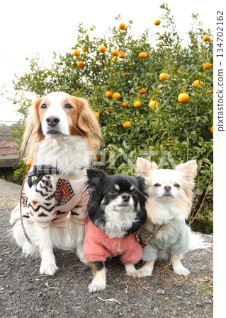 Koikeru and two Chihuahuas standing side by side in a mandarin orange orchard 134702162