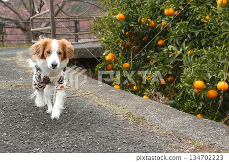 Kooikerhondje strolling through the tangerine orchard after the shoot 134702223