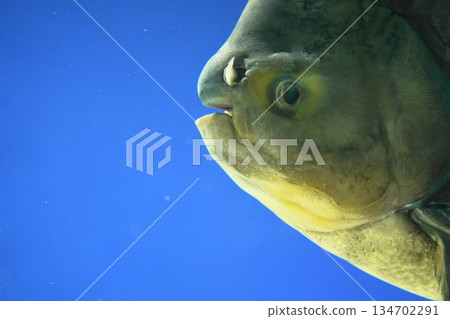 Close-up of colosoma 134702291