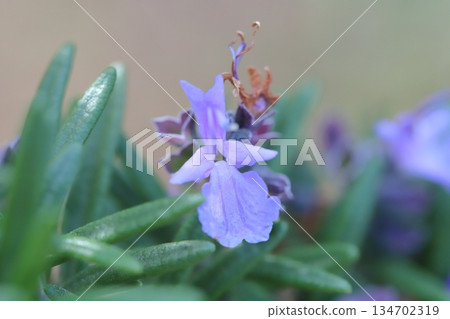 Light purple rosemary flowers blooming in a winter garden in December Light purple rosemary flowers blooming in a winter garden in December 134702319