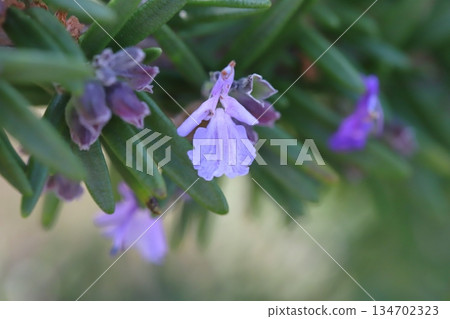 十二月冬日花園盛開的淡紫色迷迭香花 十二月冬日花園盛開的淡紫色迷迭香花 134702323