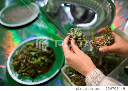 Indoor succulent planting scene, Closeup of hands planting miniature succulents, Capturing process of carefully inserting tiny succulents into damp soil with natural 134702449
