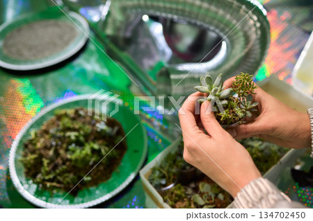 Indoor succulent planting scene, Closeup of hands planting miniature succulents, Capturing process of carefully inserting tiny succulents into damp soil with natural 134702450