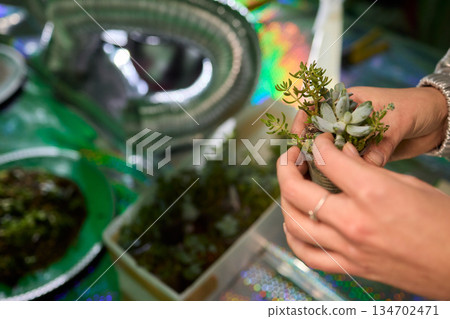 Indoor succulent planting scene, Closeup of hands planting miniature succulents, Capturing process of carefully inserting tiny succulents into damp soil with natural 134702471