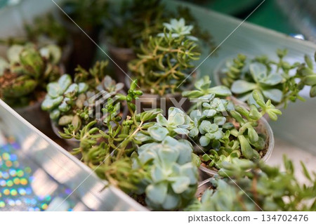 Indoor succulent planting scene, Closeup of hands planting miniature succulents, Capturing process of carefully inserting tiny succulents into damp soil with natural 134702476