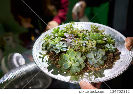 Indoor succulent planting scene, Closeup of hands planting miniature succulents, Capturing process of carefully inserting tiny succulents into damp soil with natural Indoor succulent planting scene, Closeup of hands planting miniature succulents, Capturing process of carefully inserting tiny succulents into damp soil with natural 134702512