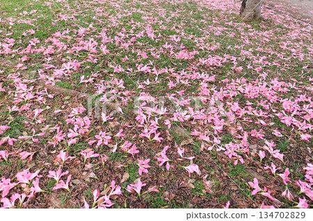 Nature Plants: The fallen flowers of the Japanese crested jasmine, covering the ground, are beautiful. December, at a park in Naha City. Nature Plants: The fallen flowers of the Japanese crested jasmine, covering the ground, are beautiful. December, at a park in Naha City. 134702829
