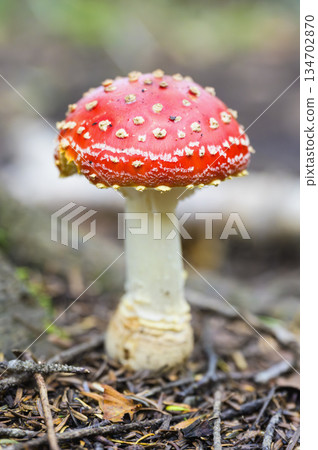 飛木耳 飛木耳 134702870