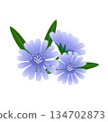 Chicory flowers with leaves on a white background. 134702873