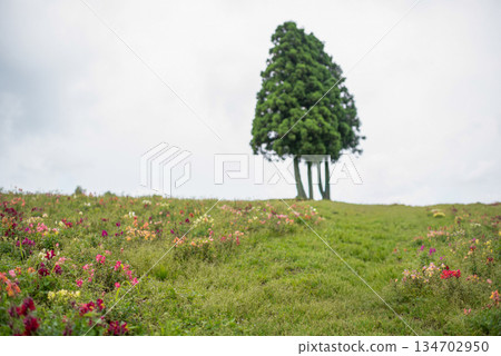 草地上聳立著樹木。 草地上聳立著樹木。 134702950