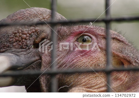 Andean Condor 2 Andean Condor 2 134702972