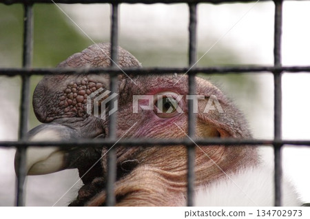 Andean Condor 1 134702973