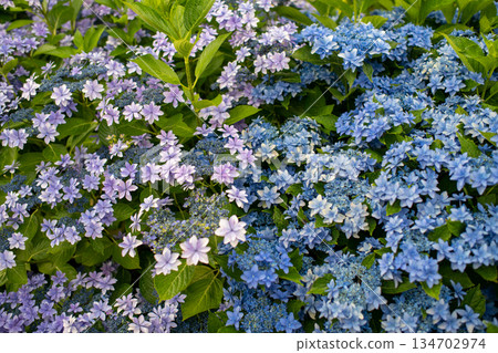 Hydrangeas in full bloom - rainy season scenery Hydrangeas in full bloom - rainy season scenery 134702974