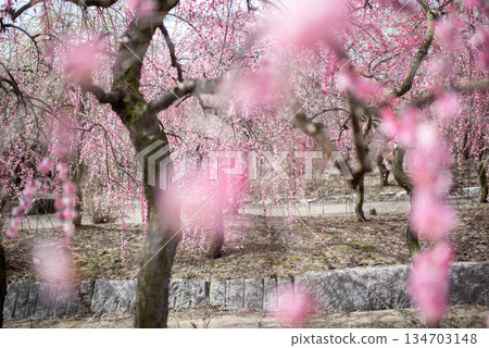 Plum Grove Park in full bloom, Inabe City, Mie Prefecture, Agricultural Park 134703148