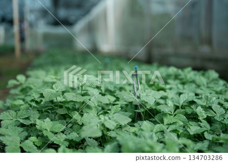 Fresh Mitsuba growing in a shaded greenhouse and Smart Irrigation System Fresh Mitsuba growing in a shaded greenhouse and Smart Irrigation System 134703286