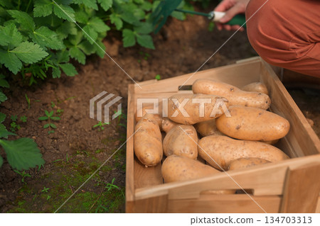 Pile of ripe potatoes in wood box ground in field Pile of ripe potatoes in wood box ground in field 134703313