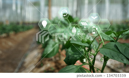 Shishito Pepper plant sprouting from soil with interface, agriculture technology concept Shishito Pepper plant sprouting from soil with interface, agriculture technology concept 134703339