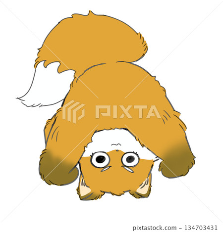 一隻狐狸在翻跟頭 134703431