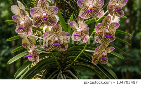 Vanda Tricolor Spotted Cream Orchid with Purple Lip 4K AI Vanda Tricolor Spotted Cream Orchid with Purple Lip 4K AI 134703487