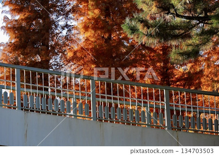 行人天橋的階梯與秋天的水杉樹葉 134703503