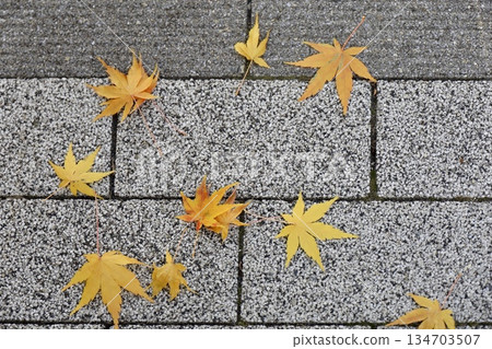 落在石頭人行道上的秋葉 134703507