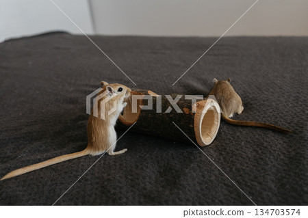 Small gerbil standing upright on two legs, gazing curiously to the right on a smooth gray surface in a clean indoor setting Small gerbil standing upright on two legs, gazing curiously to the right on a smooth gray surface in a clean indoor setting 134703574