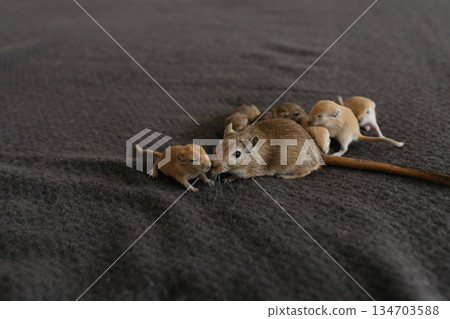 Adorable newborn mongolian gerbils huddle together on a soft grey fabric, showcasing their delicate features and tiny size 134703588