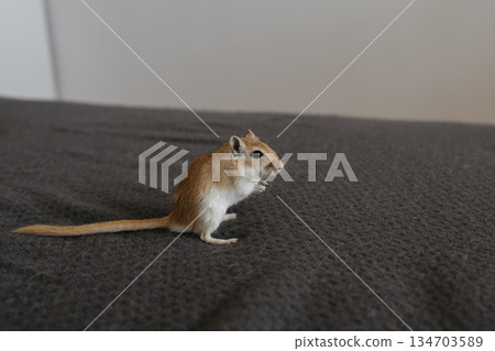 Small gerbil standing upright on two legs, gazing curiously to the right on a smooth gray surface in a clean indoor setting Small gerbil standing upright on two legs, gazing curiously to the right on a smooth gray surface in a clean indoor setting 134703589
