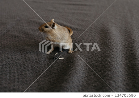 Small, adorable gerbil stands on a soft, dark gray blanket, nibbling on sunflower seeds, creating a heartwarming scene Small, adorable gerbil stands on a soft, dark gray blanket, nibbling on sunflower seeds, creating a heartwarming scene 134703590