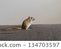 Small gerbil standing upright on two legs, gazing curiously to the right on a smooth gray surface in a clean indoor setting 134703597