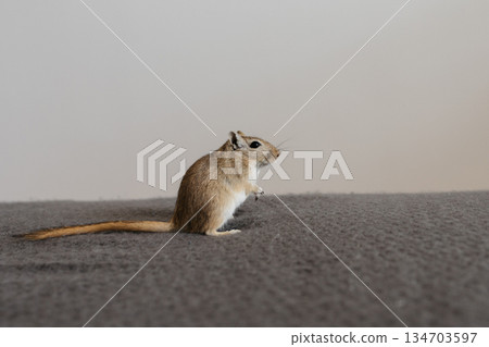 Small gerbil standing upright on two legs, gazing curiously to the right on a smooth gray surface in a clean indoor setting 134703597