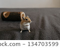 Small gerbil standing upright on two legs, gazing curiously to the right on a smooth gray surface in a clean indoor setting 134703599