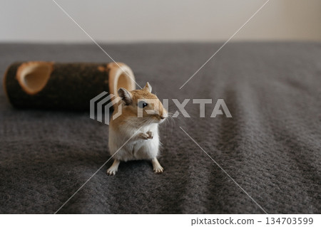 Small gerbil standing upright on two legs, gazing curiously to the right on a smooth gray surface in a clean indoor setting 134703599
