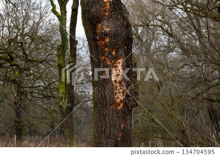 A tree trunk with deep holes made by a woodpecker. 134704595