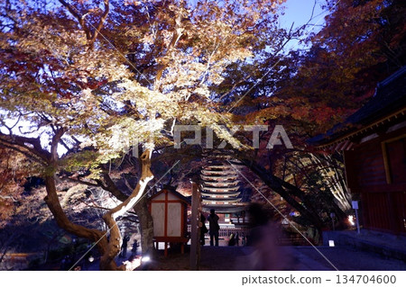 奈良縣丹山神社的秋葉和燈光 奈良縣丹山神社的秋葉和燈光 134704600